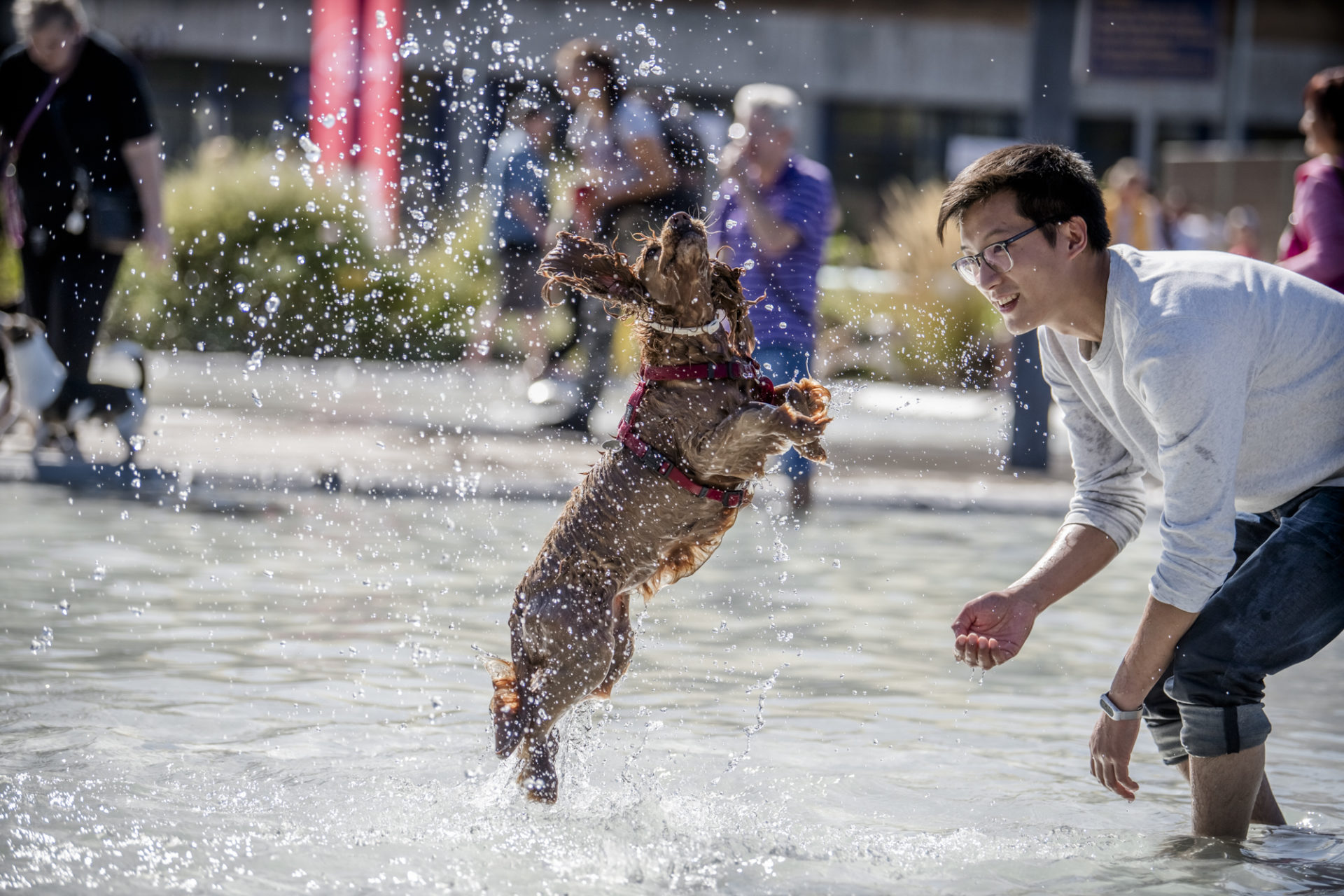 Hunde-Festival im Freibad Lörick in Düsseldorf