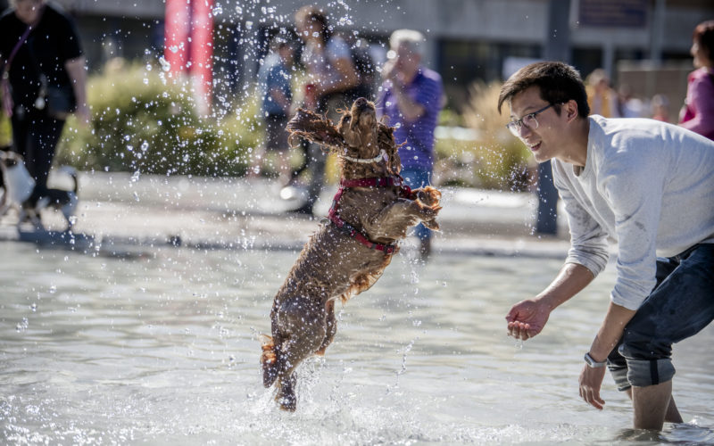 Hunde-Festival im Freibad Lörick in Düsseldorf